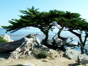 Monterey Cypress Cupressus macrocarpa  10 Seeds   USA Company