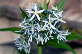 Ozark Bluestar Amsonia illustris 200 Seeds  USA Company