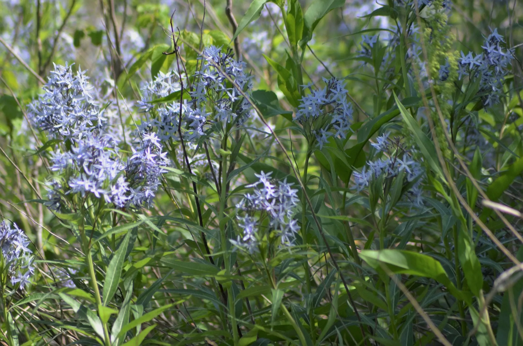 Ozark Bluestar Amsonia illustris 200 Seeds  USA Company