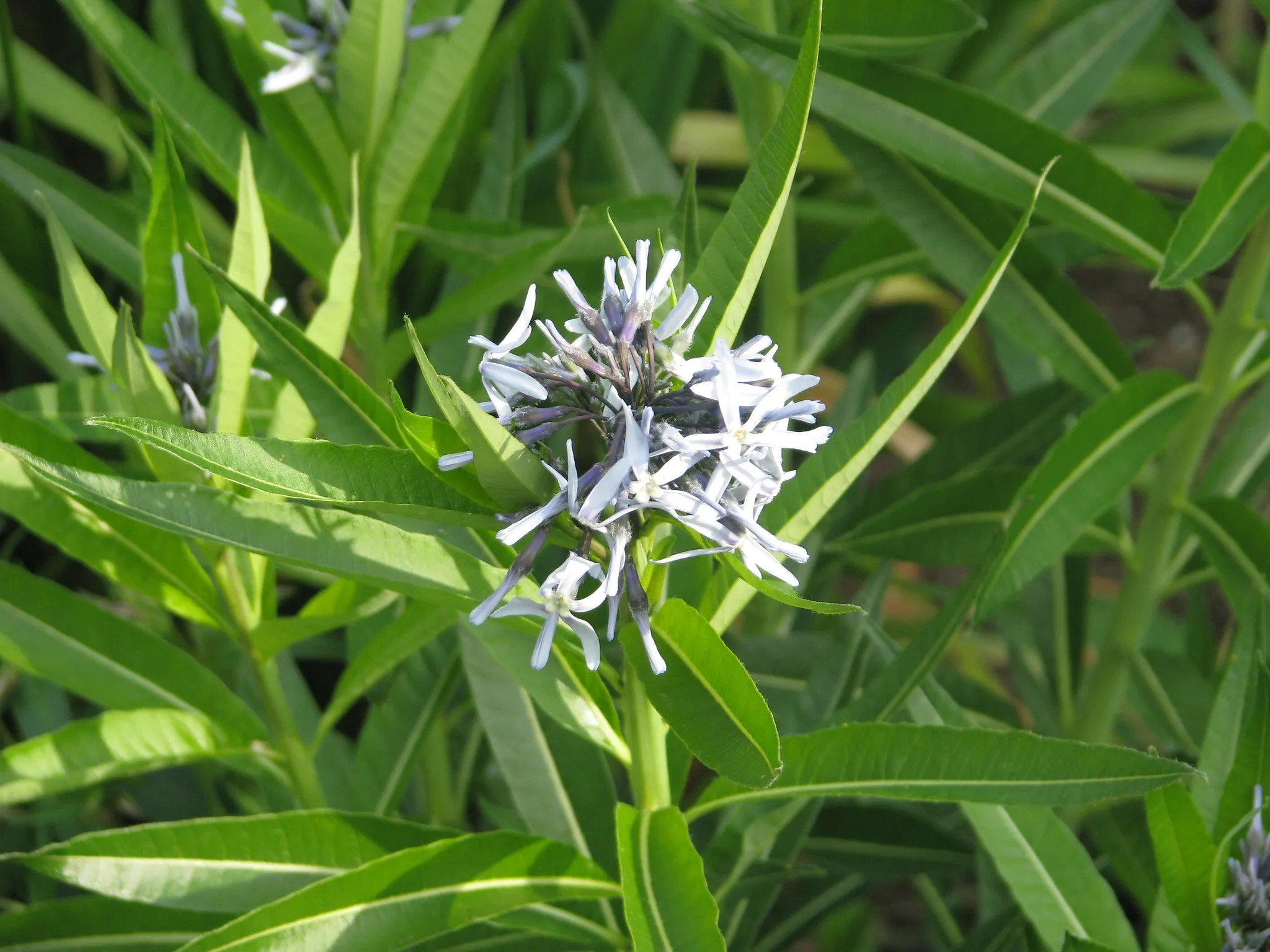 Ozark Bluestar Amsonia illustris 200 Seeds  USA Company
