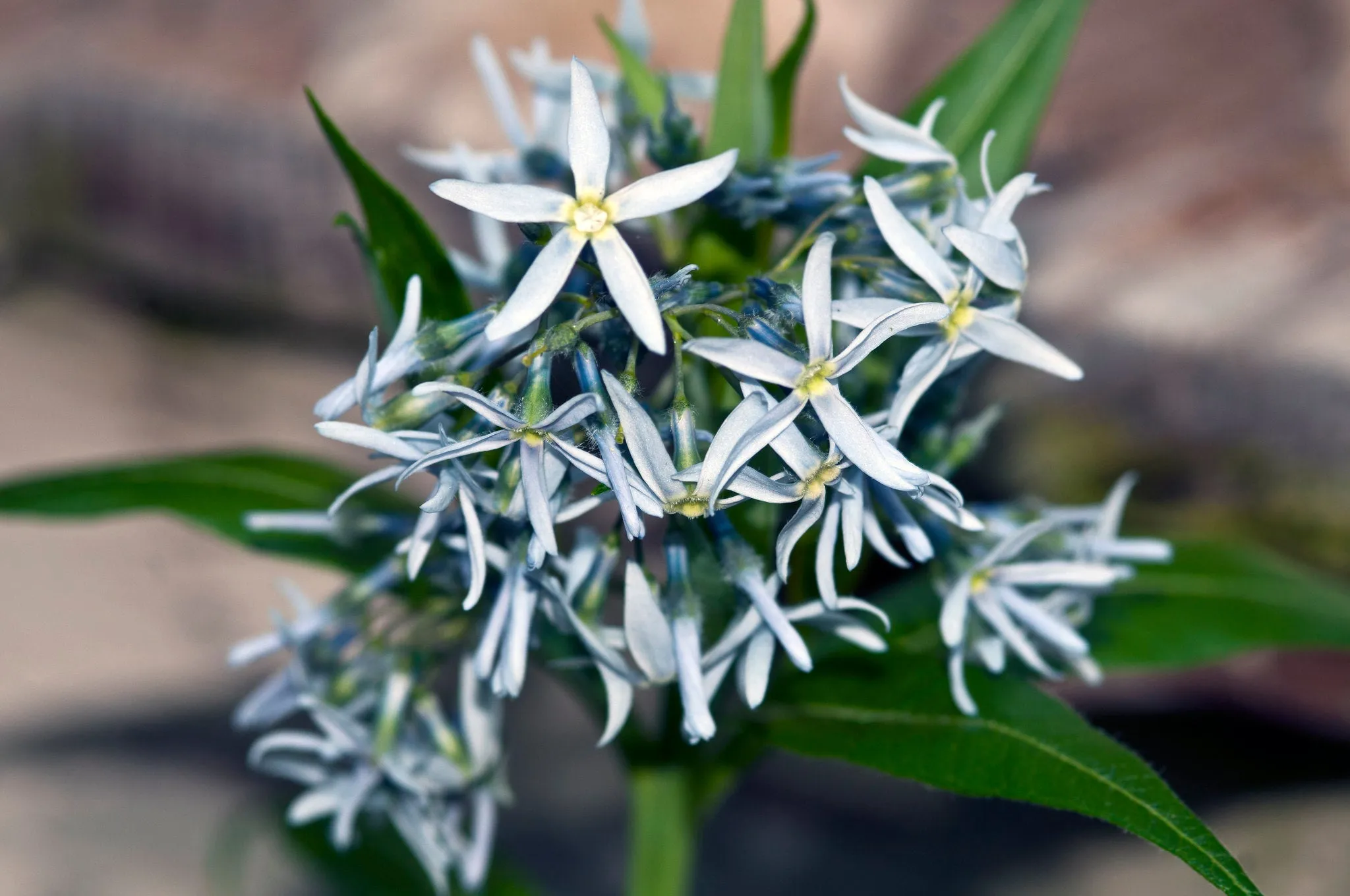 Ozark Bluestar Amsonia illustris 200 Seeds  USA Company