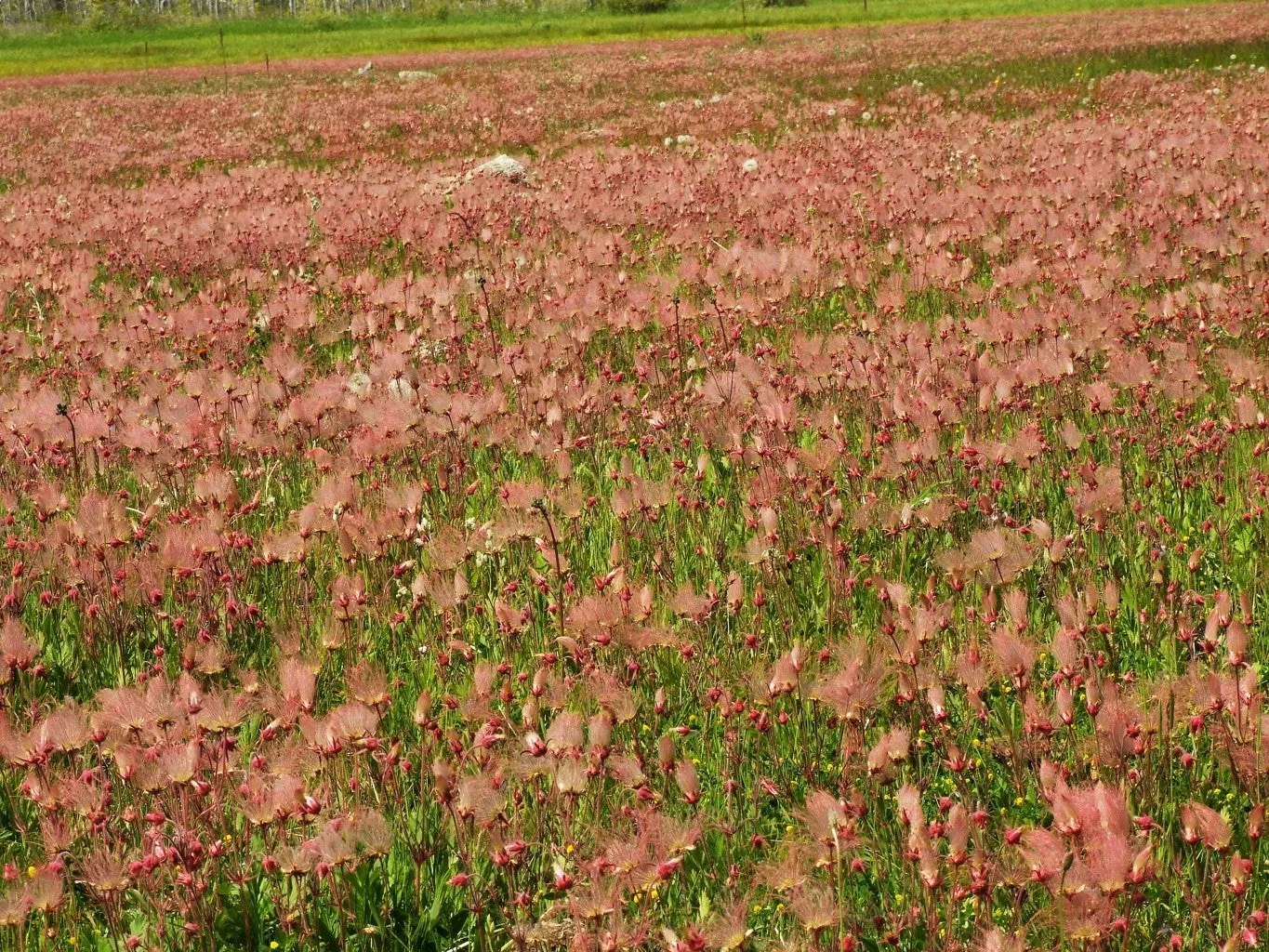 Prairie Smoke  Wildflower  Geum triflorum 10 Seeds  USA Company