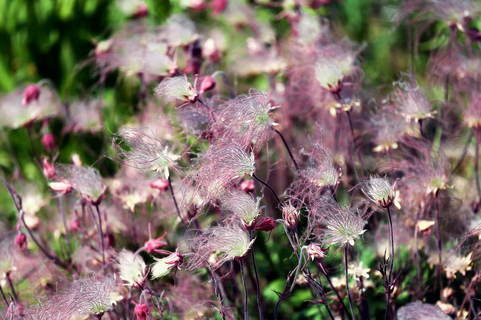 Prairie Smoke  Wildflower  Geum triflorum 10 Seeds  USA Company