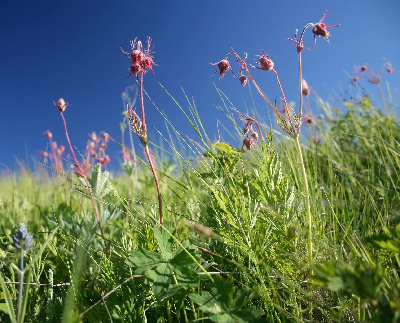 Prairie Smoke  Wildflower  Geum triflorum 10 Seeds  USA Company