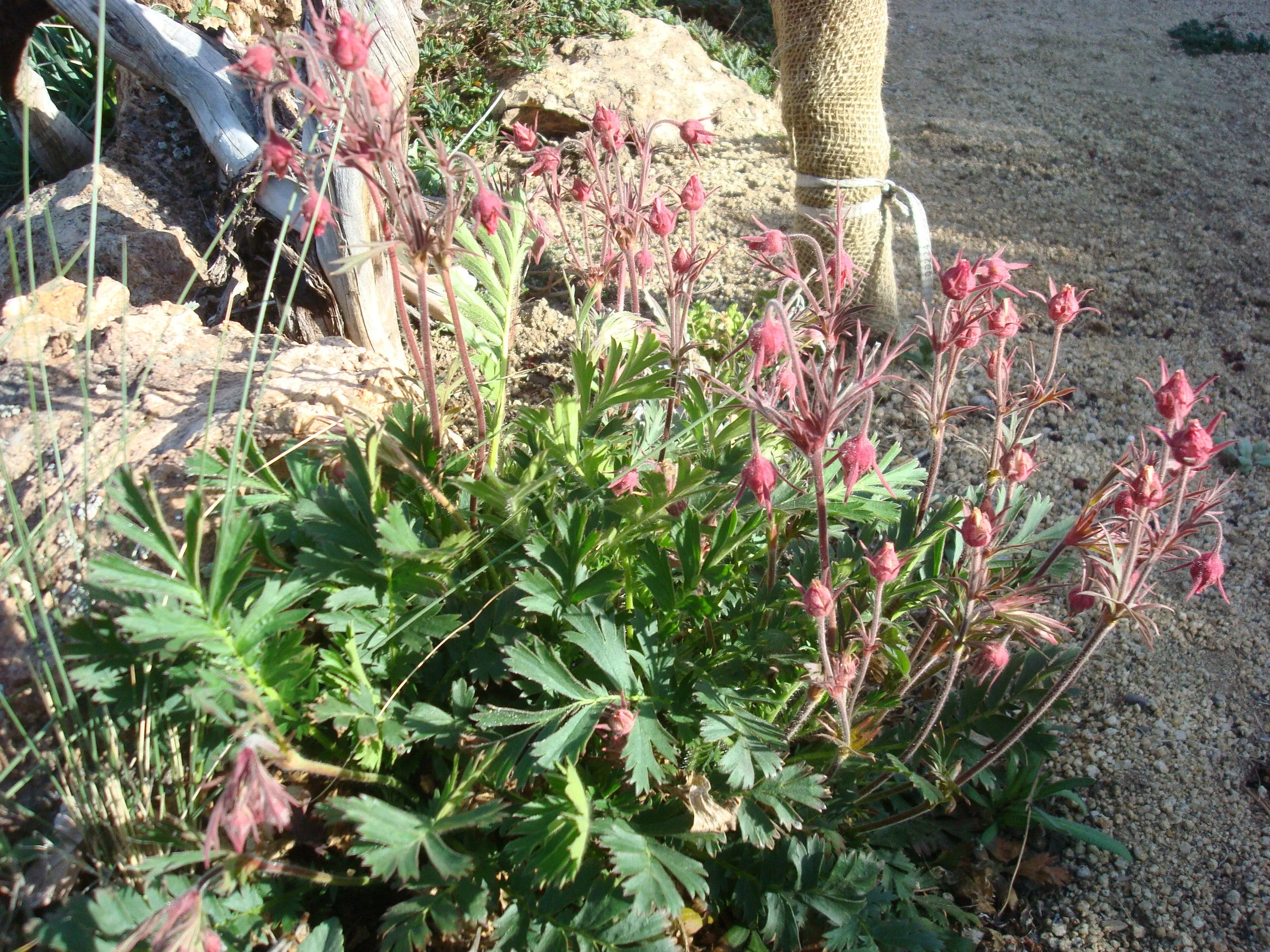 Prairie Smoke  Wildflower  Geum triflorum 10 Seeds  USA Company