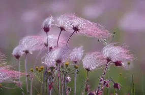 Prairie Smoke  Wildflower  Geum triflorum 10 Seeds  USA Company