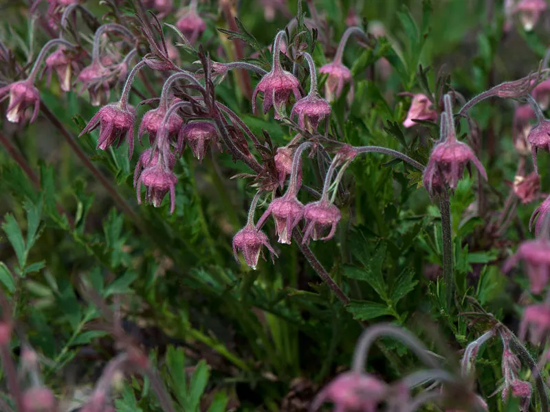 Prairie Smoke  Wildflower  Geum triflorum 10 Seeds  USA Company