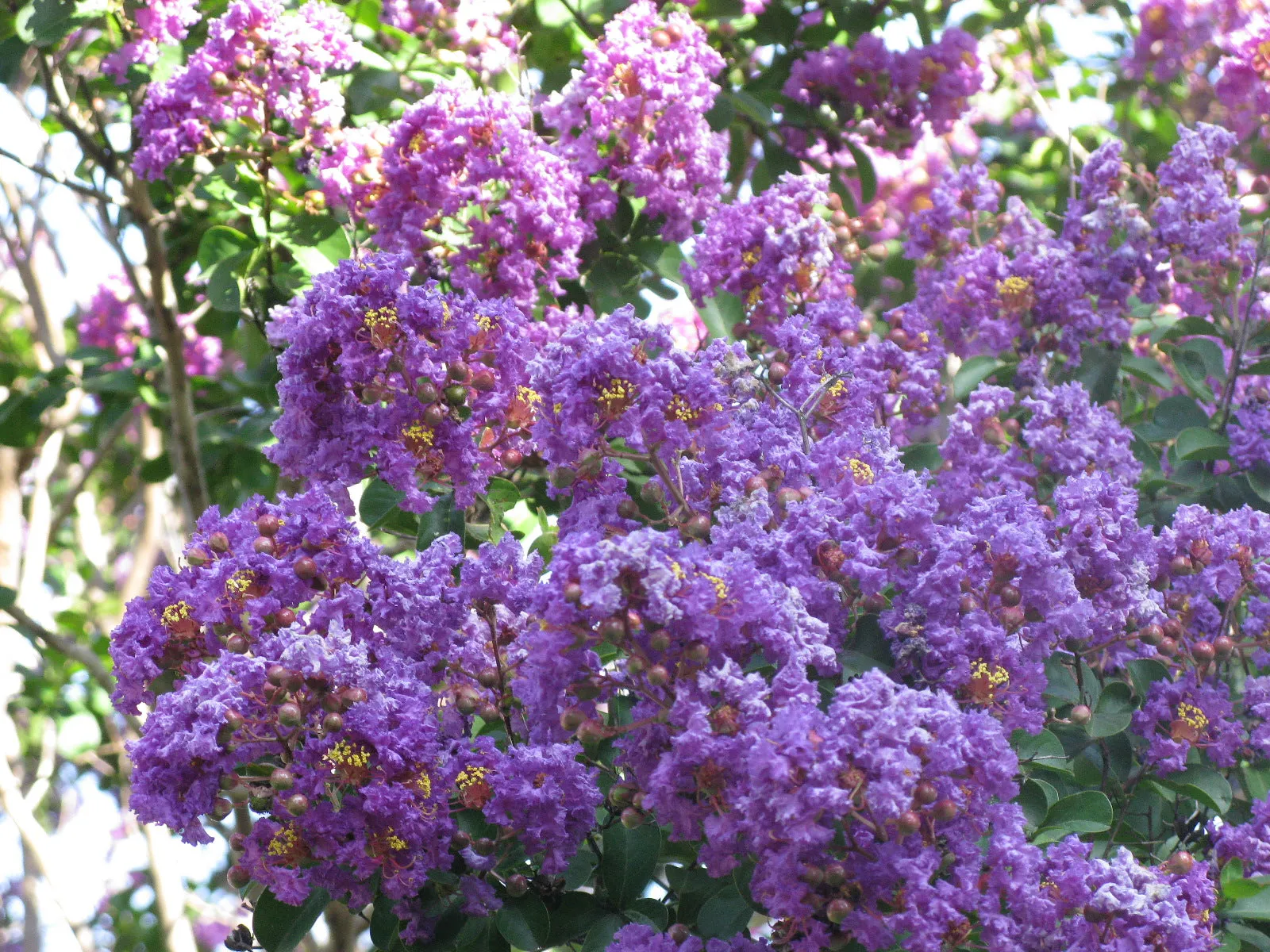 Purple Crape Myrtle Lagerstroemia indica  100 Seeds  USA Company