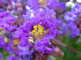 Purple Crape Myrtle Lagerstroemia indica  100 Seeds  USA Company