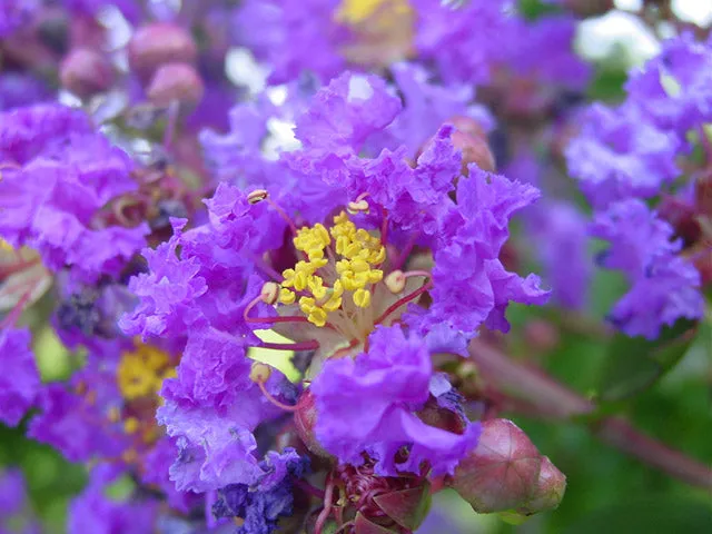 Purple Crape Myrtle Lagerstroemia indica  100 Seeds  USA Company