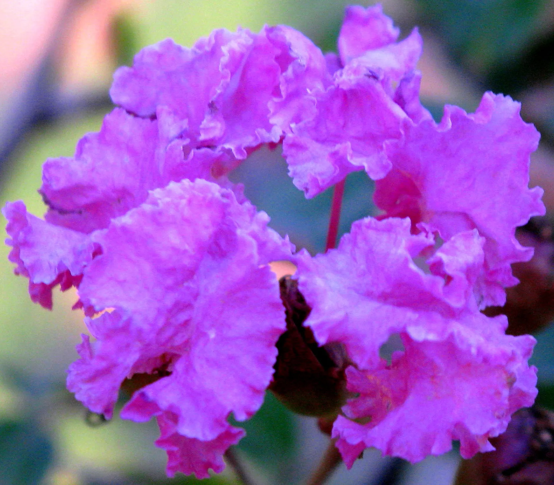 Purple Crape Myrtle Lagerstroemia indica  100 Seeds  USA Company