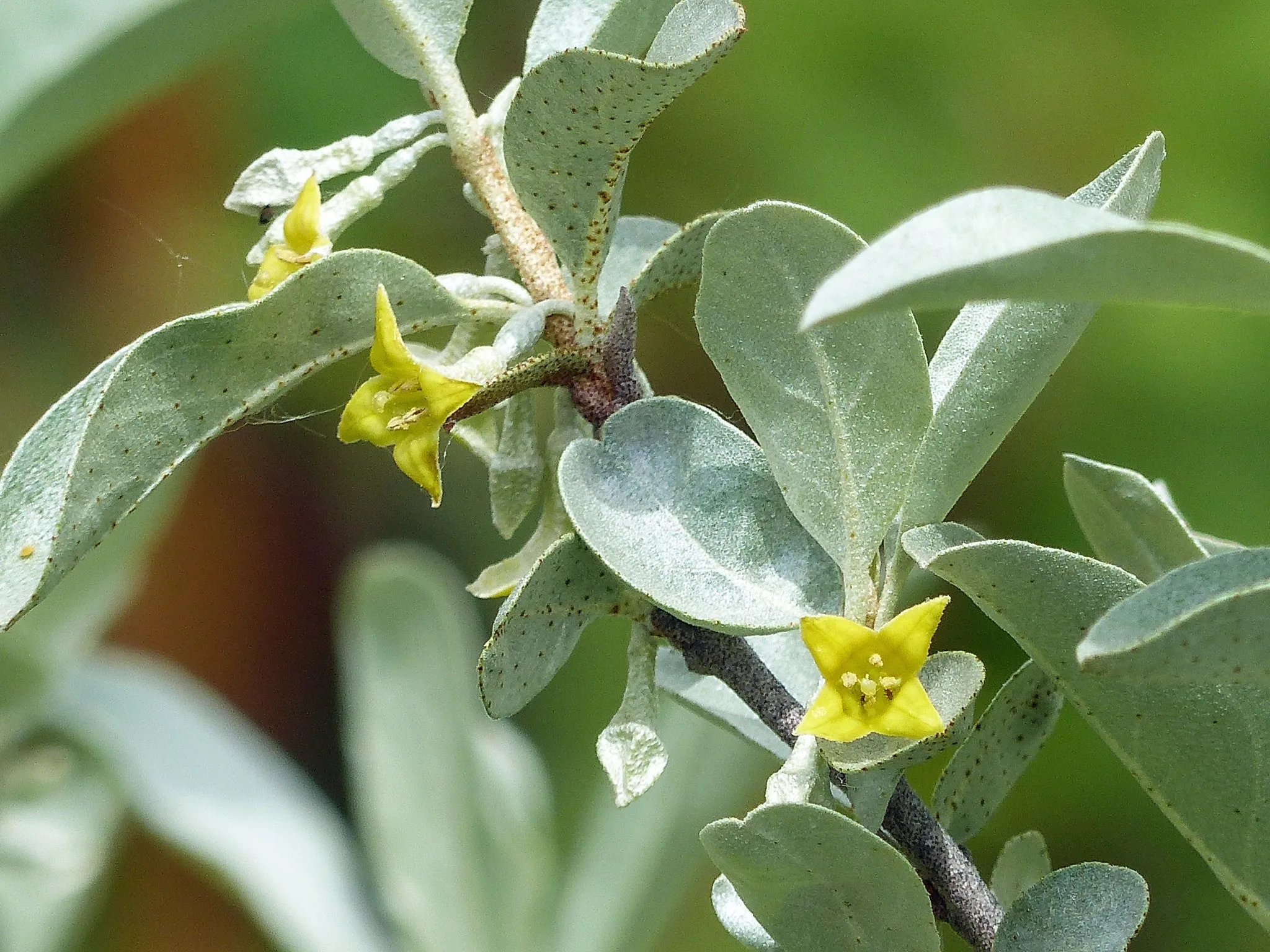 Silverberry Elaeagnus cummutata 50 Seeds  USA Company