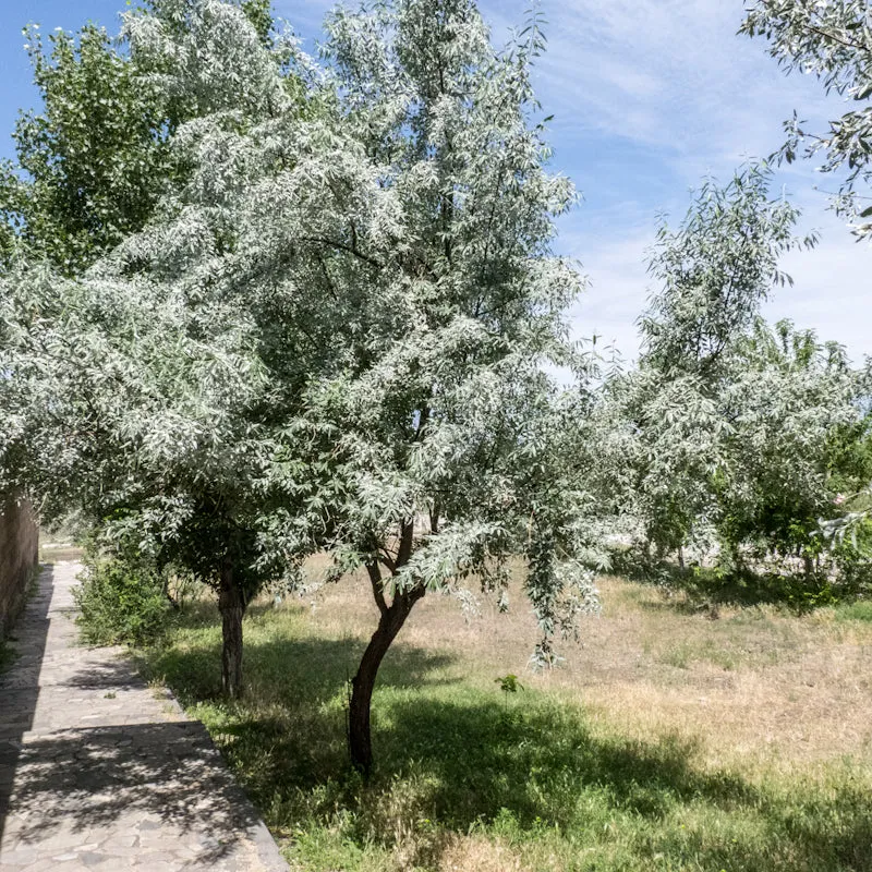 Silverberry Elaeagnus cummutata 50 Seeds  USA Company