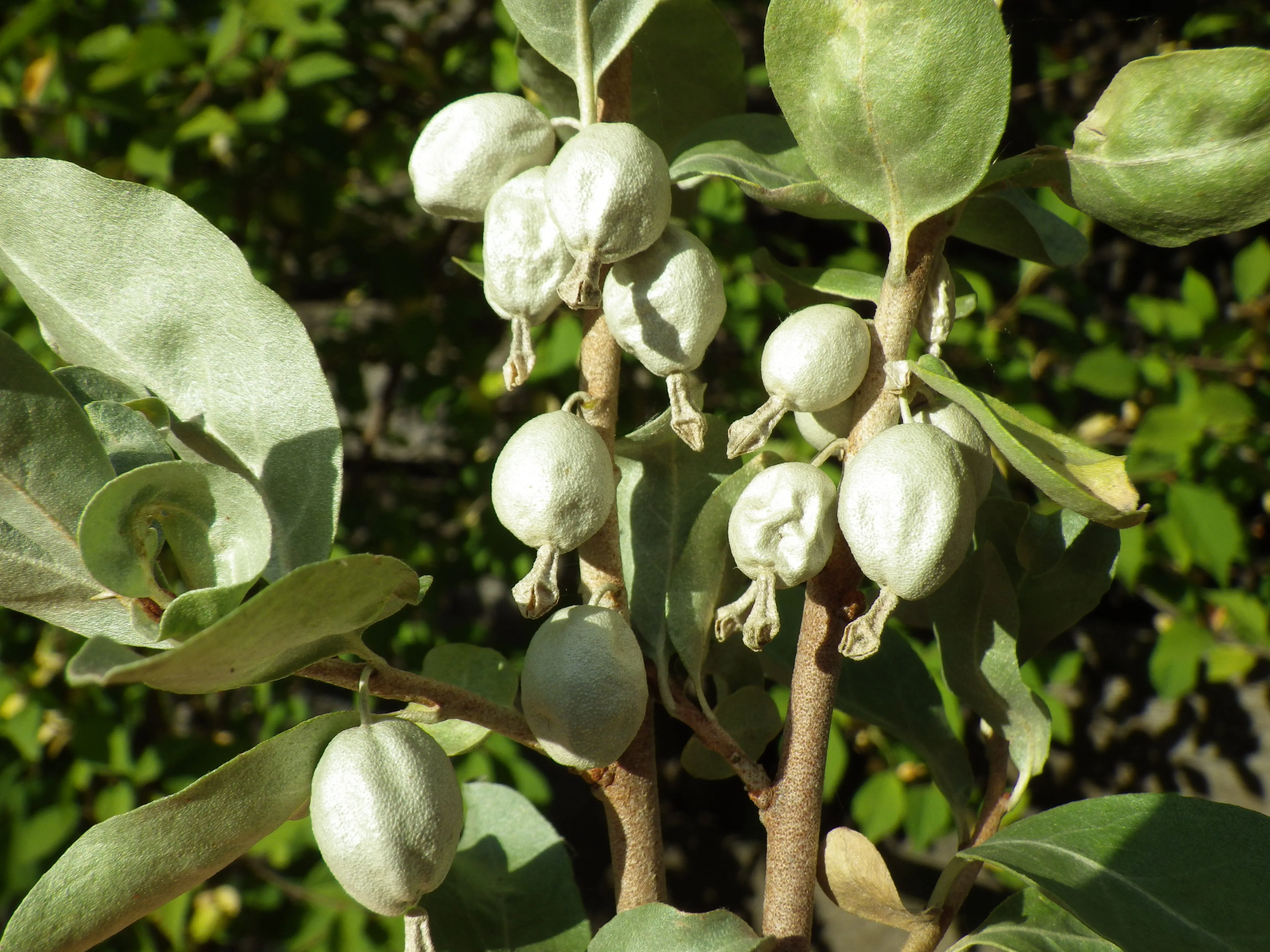 Silverberry Elaeagnus cummutata 50 Seeds  USA Company