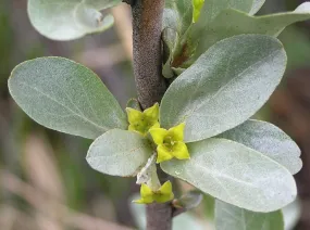 Silverberry Elaeagnus cummutata 50 Seeds  USA Company