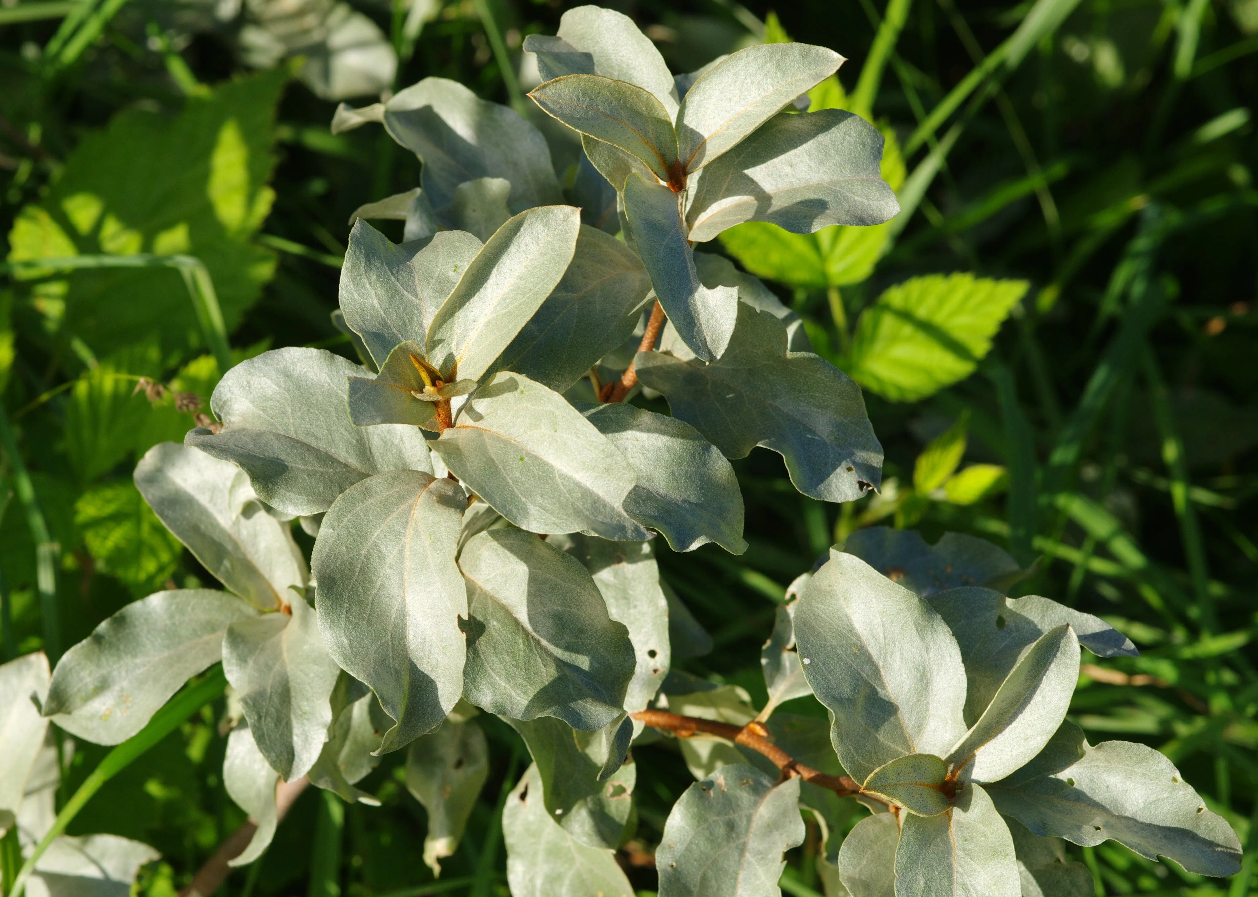 Silverberry Elaeagnus cummutata 50 Seeds  USA Company