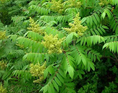 Smooth Sumac   Rhus glabra  100 Seeds  USA Company