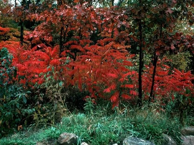 Smooth Sumac   Rhus glabra  100 Seeds  USA Company
