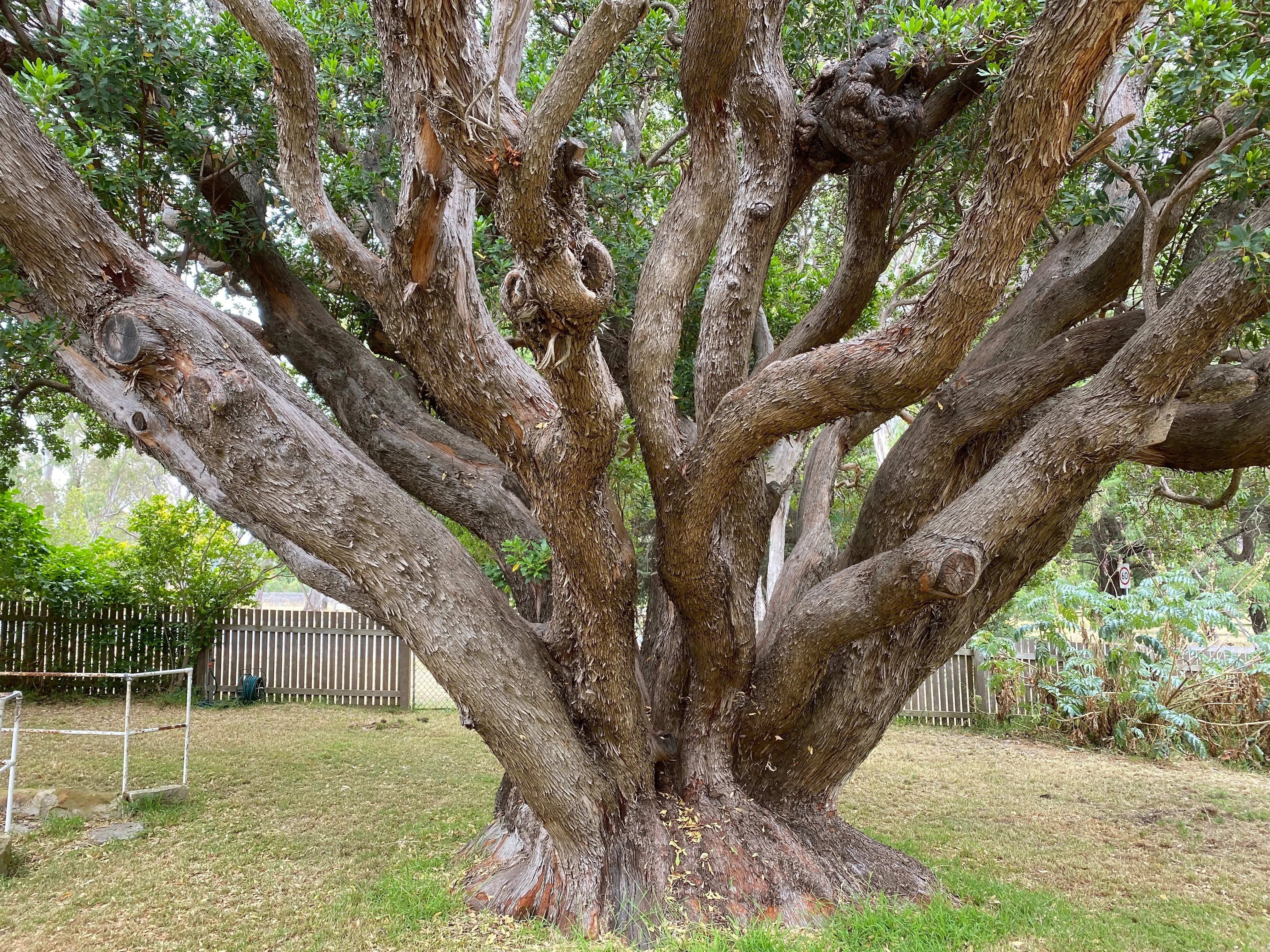 Strawberry Tree Arbutus unedo 100 Seeds  USA Company