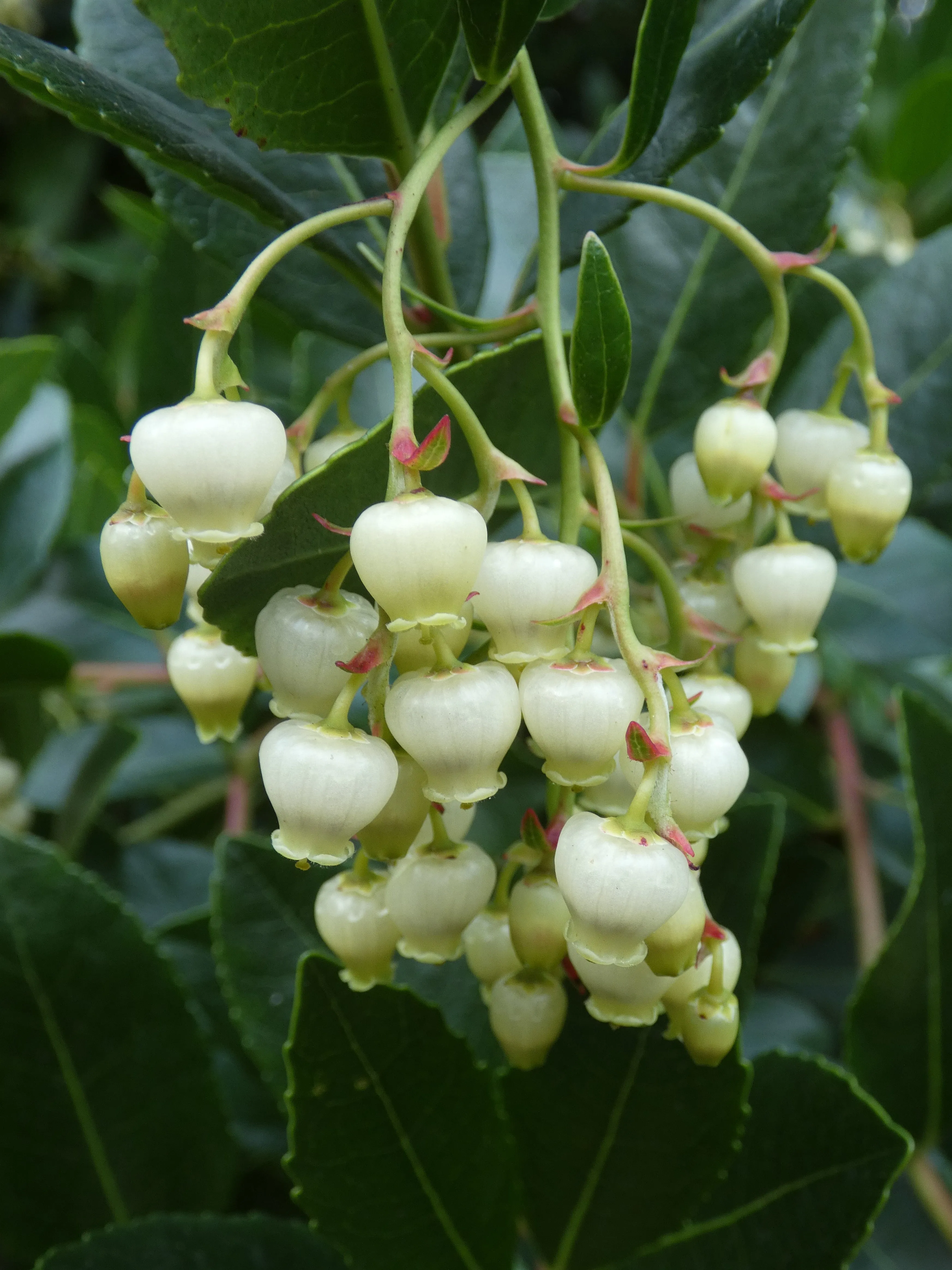 Strawberry Tree Arbutus unedo 100 Seeds  USA Company