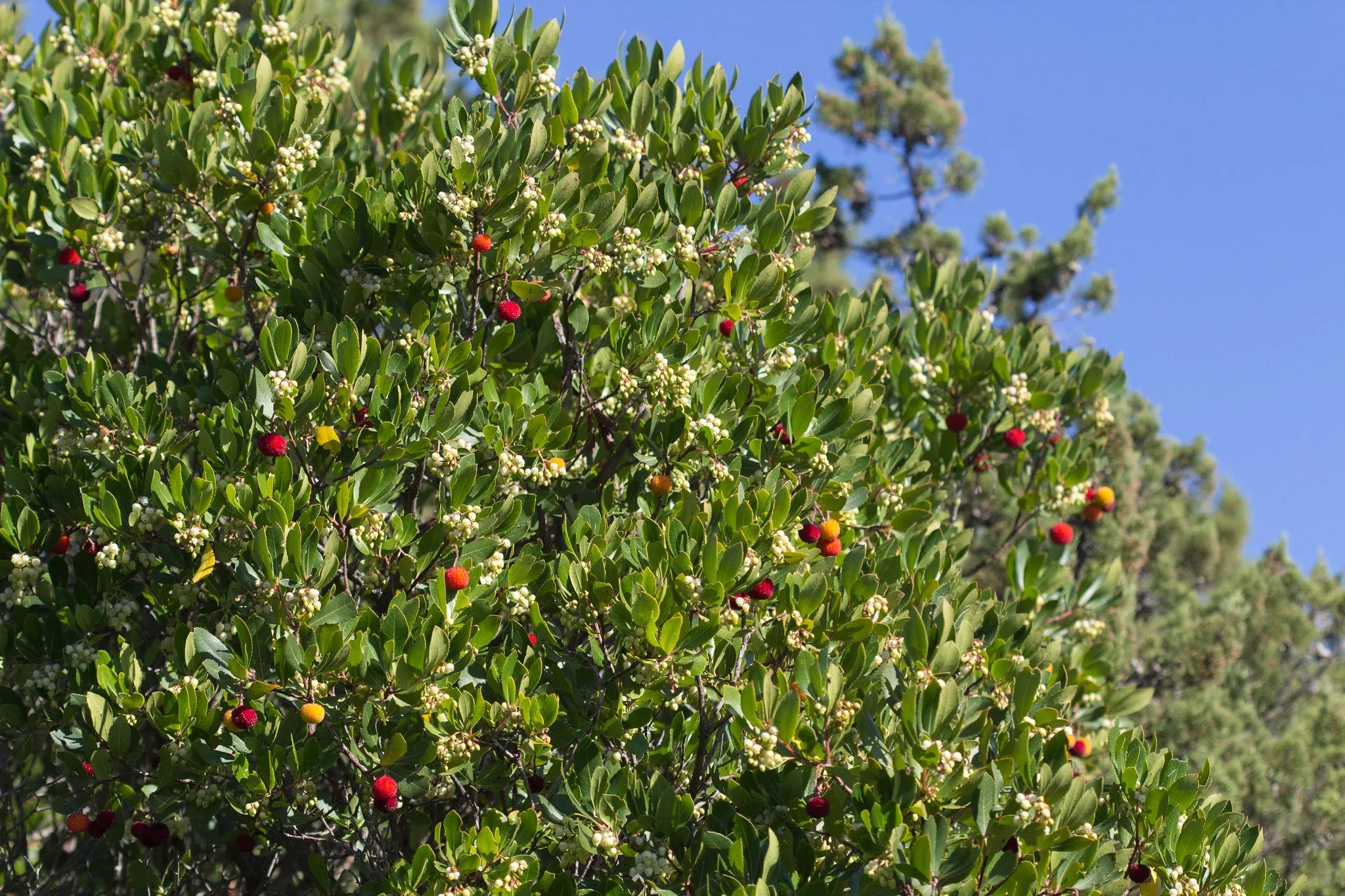 Strawberry Tree Arbutus unedo 100 Seeds  USA Company