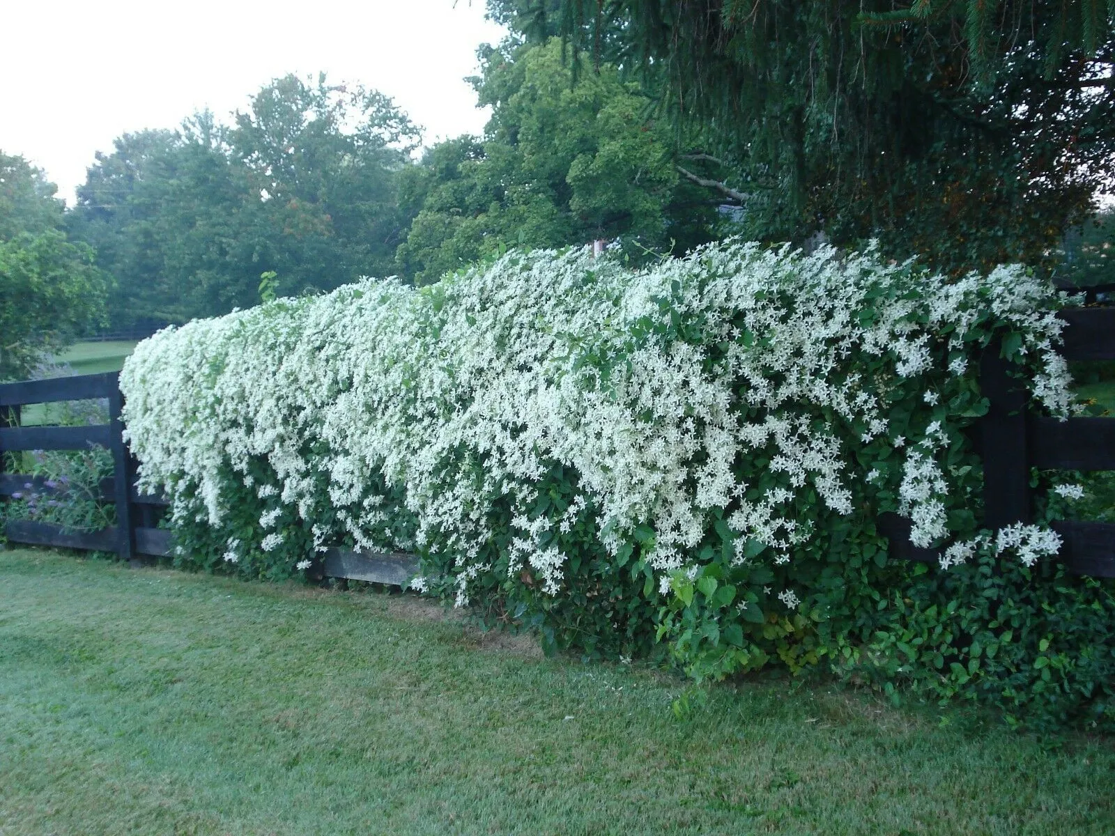 Sweet Autumn Clematis Clematis terniflora 20 Seeds  USA Company
