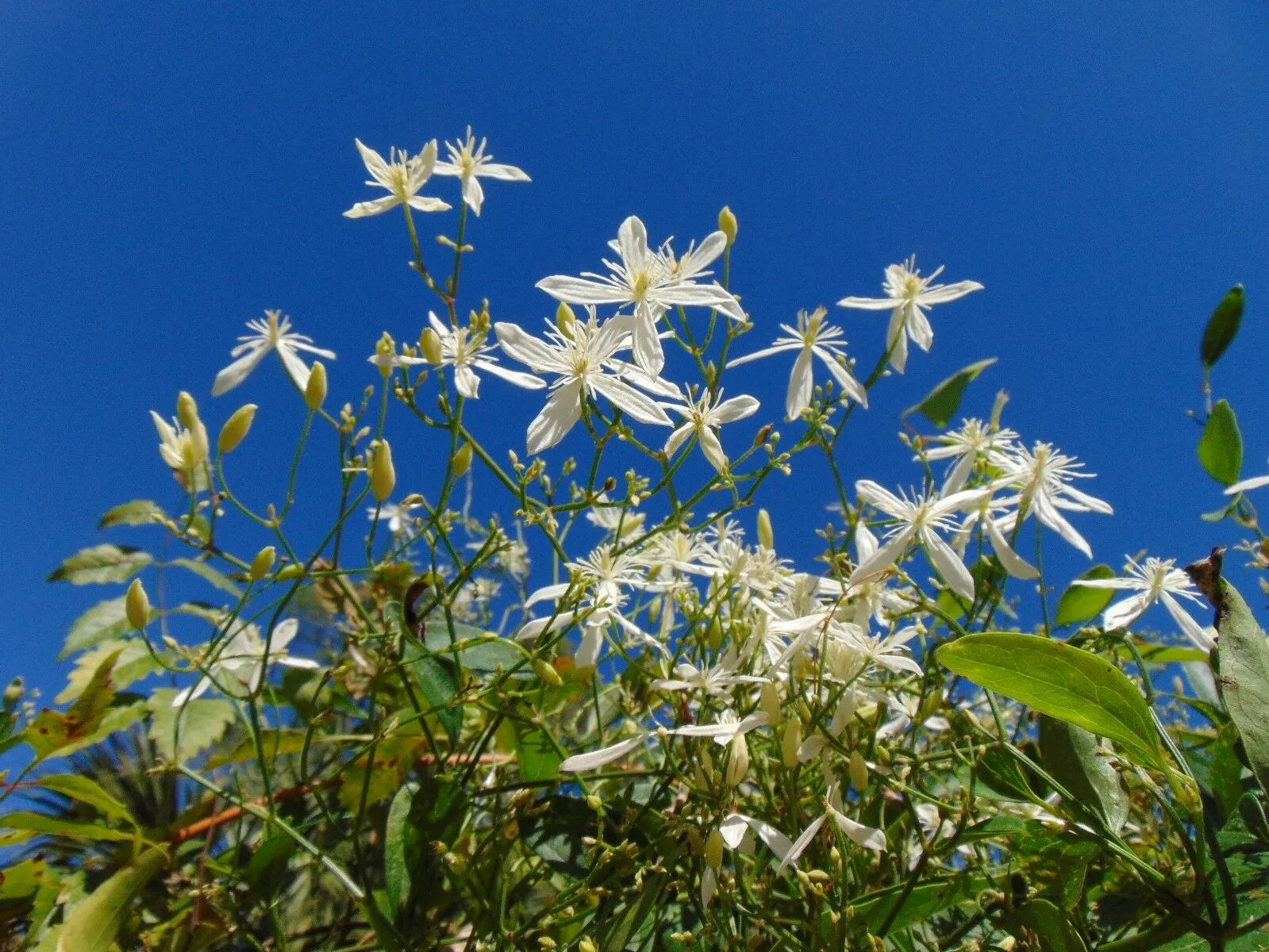 Sweet Autumn Clematis Clematis terniflora 20 Seeds  USA Company