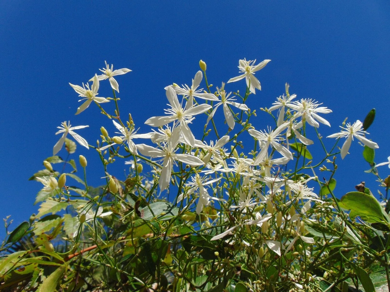 Sweet Autumn Clematis Clematis terniflora 20 Seeds  USA Company