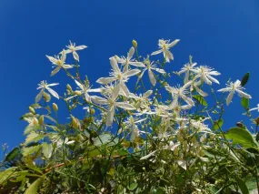 Sweet Autumn Clematis Clematis terniflora 20 Seeds  USA Company