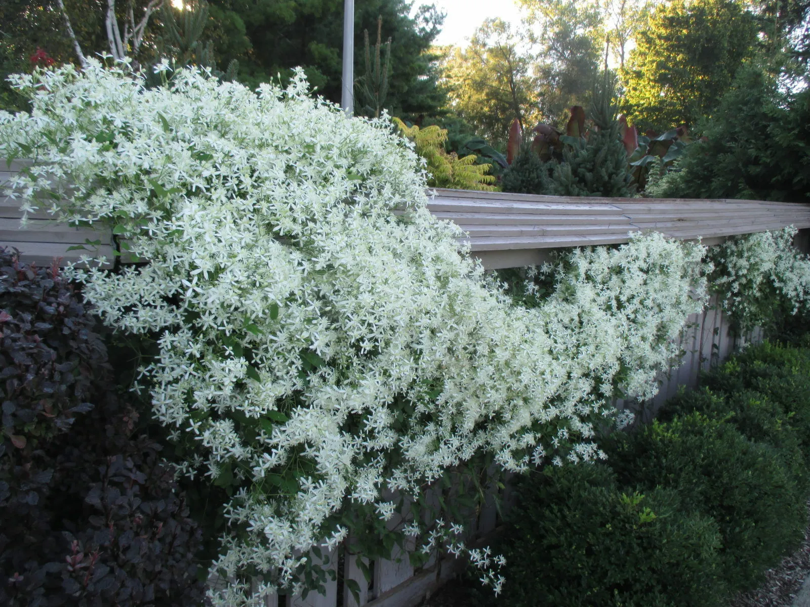 Sweet Autumn Clematis Clematis terniflora 20 Seeds  USA Company