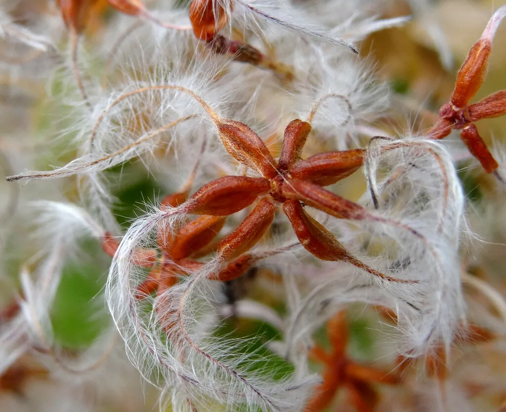 Sweet Autumn Clematis Clematis terniflora 20 Seeds  USA Company