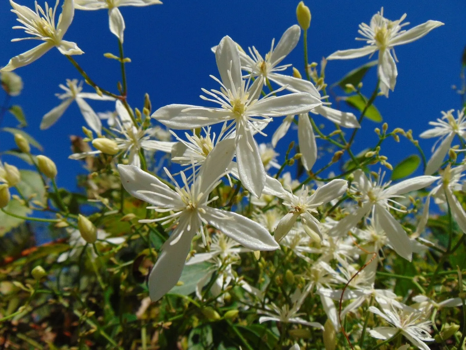 Sweet Autumn Clematis Clematis terniflora 20 Seeds  USA Company