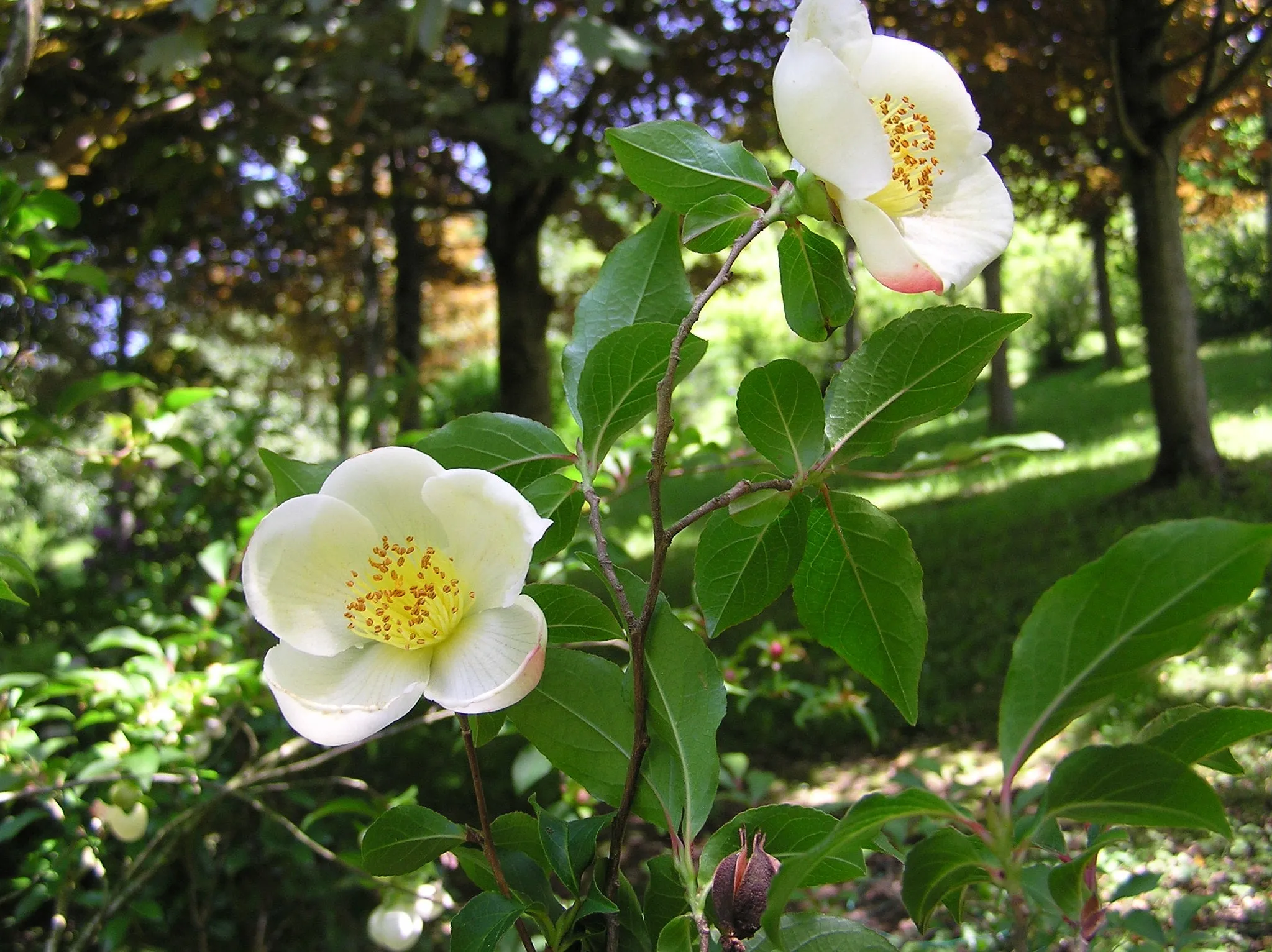 Tall Stewartia Stewartia monadelpha 20 Seeds  USA Company