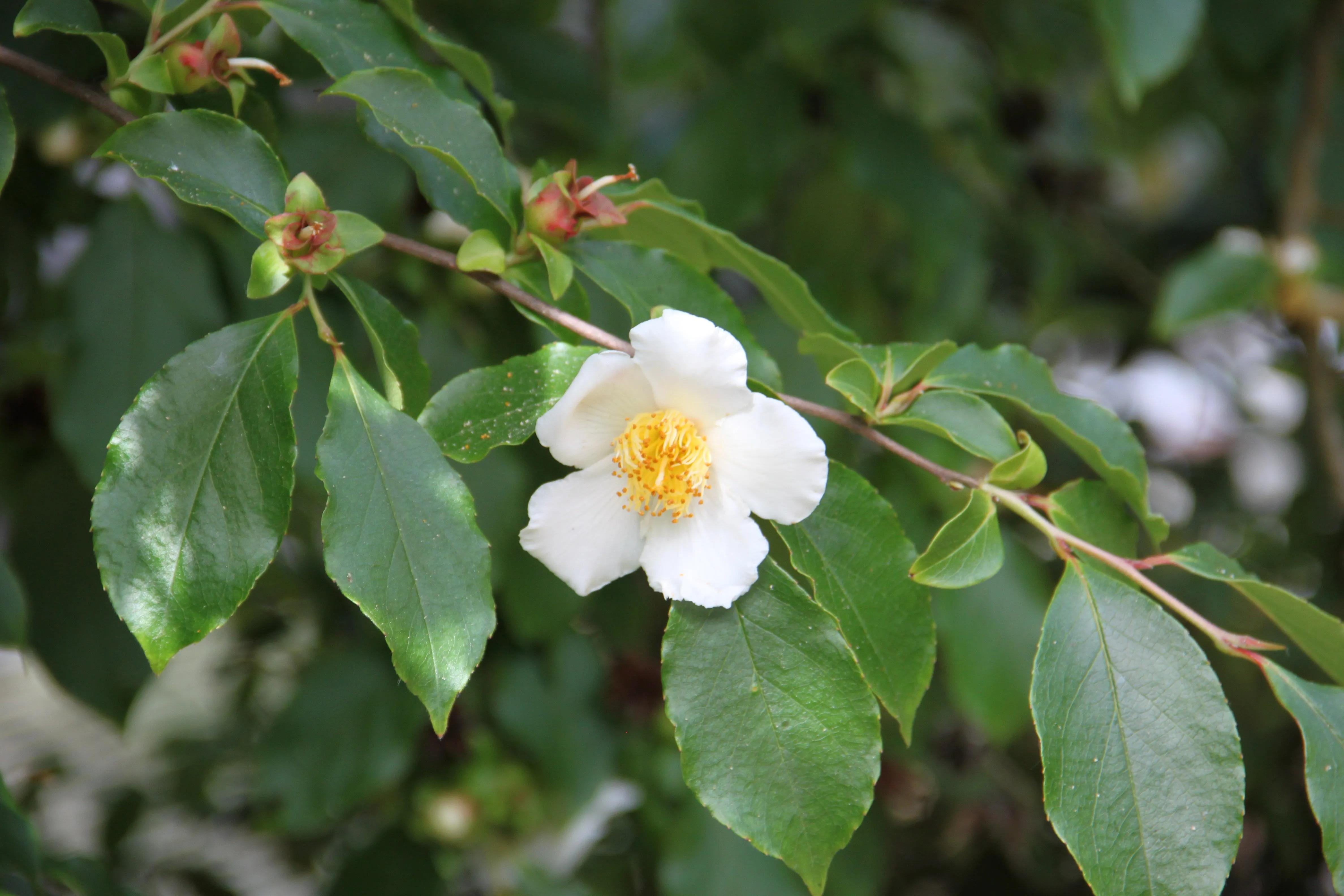 Tall Stewartia Stewartia monadelpha 20 Seeds  USA Company