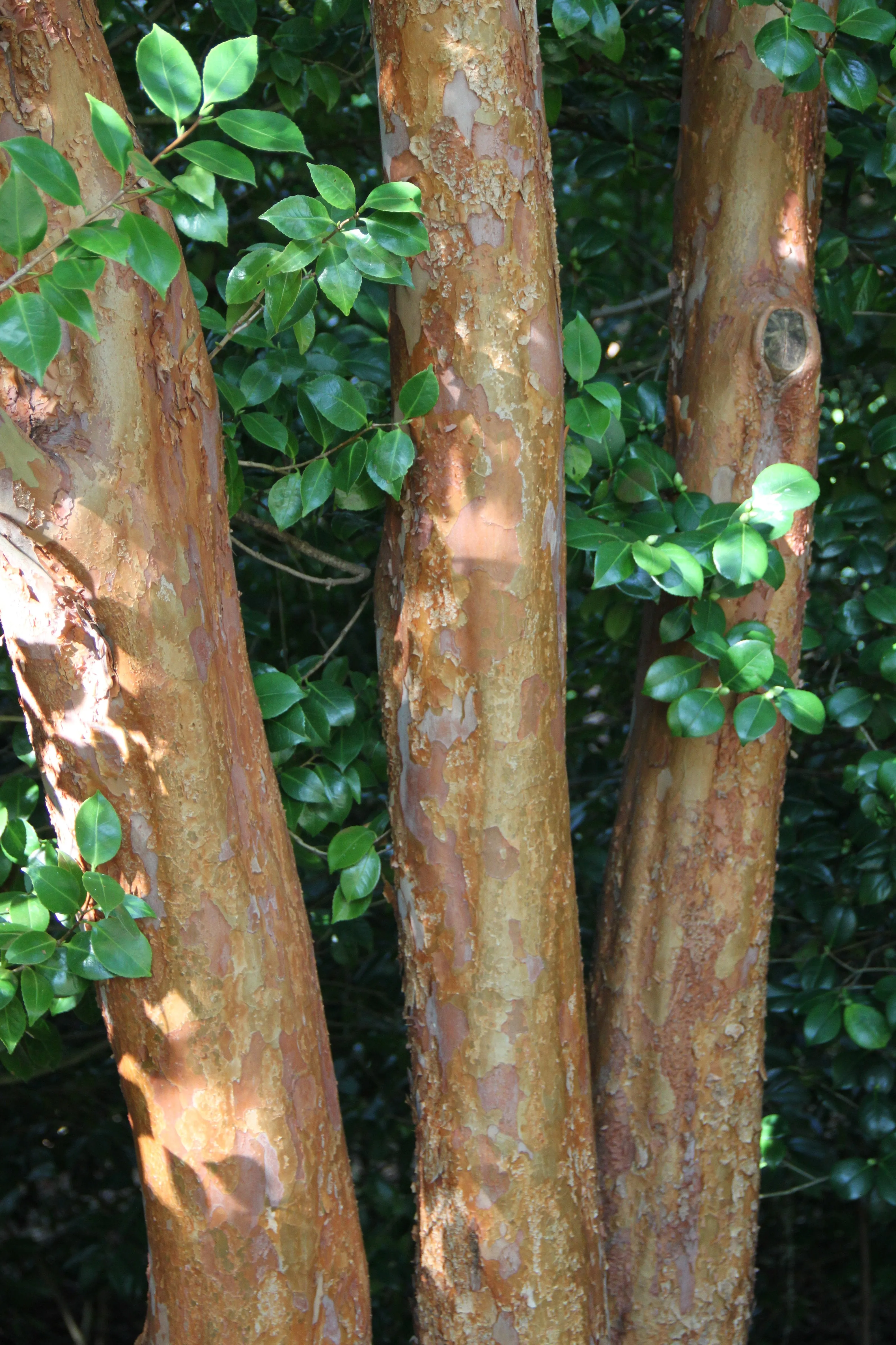 Tall Stewartia Stewartia monadelpha 20 Seeds  USA Company