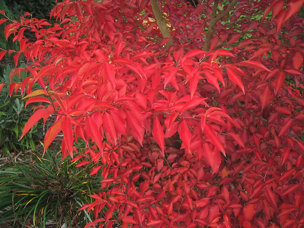 Tall Stewartia Stewartia monadelpha 20 Seeds  USA Company