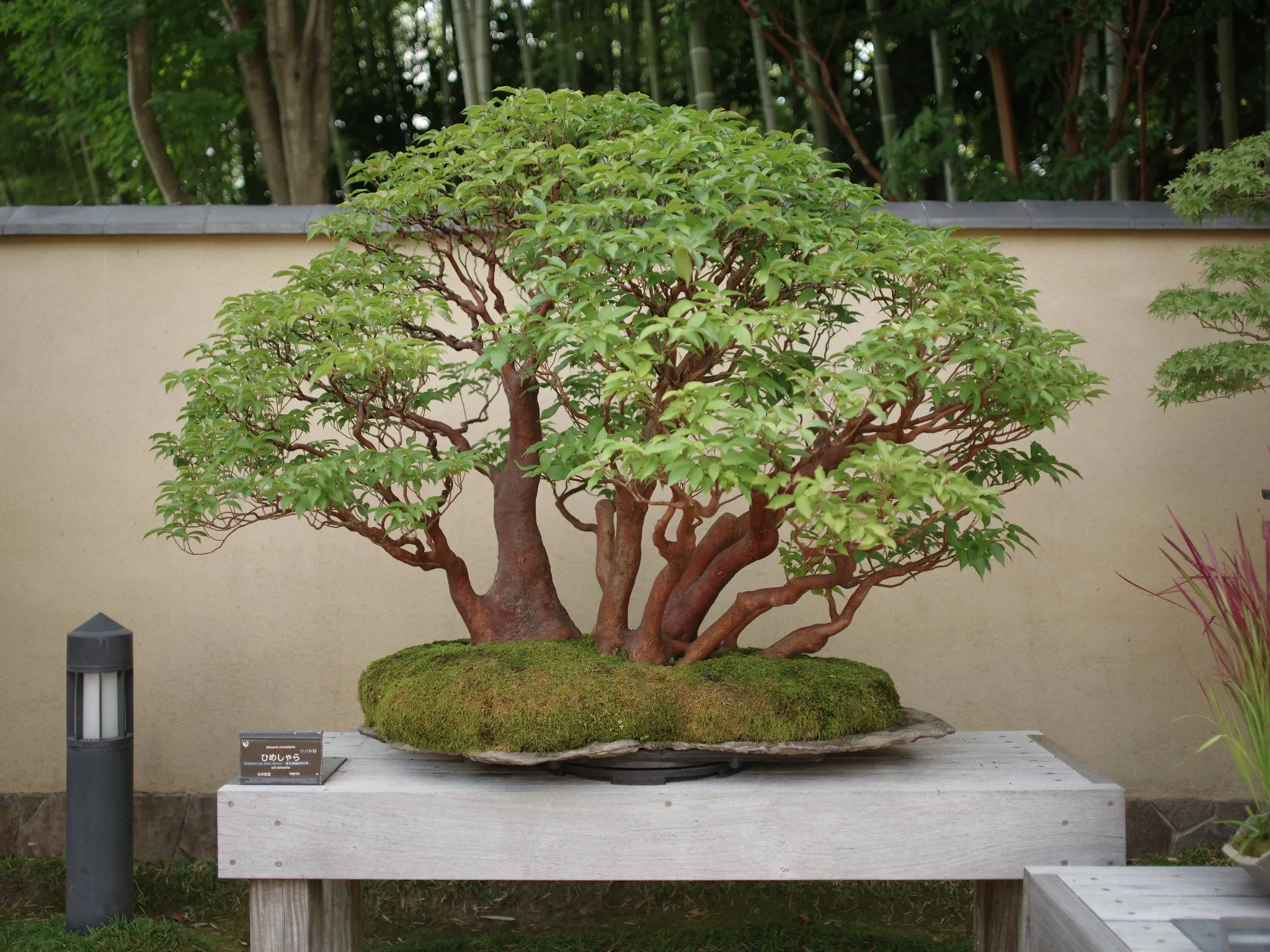 Tall Stewartia Stewartia monadelpha 20 Seeds  USA Company