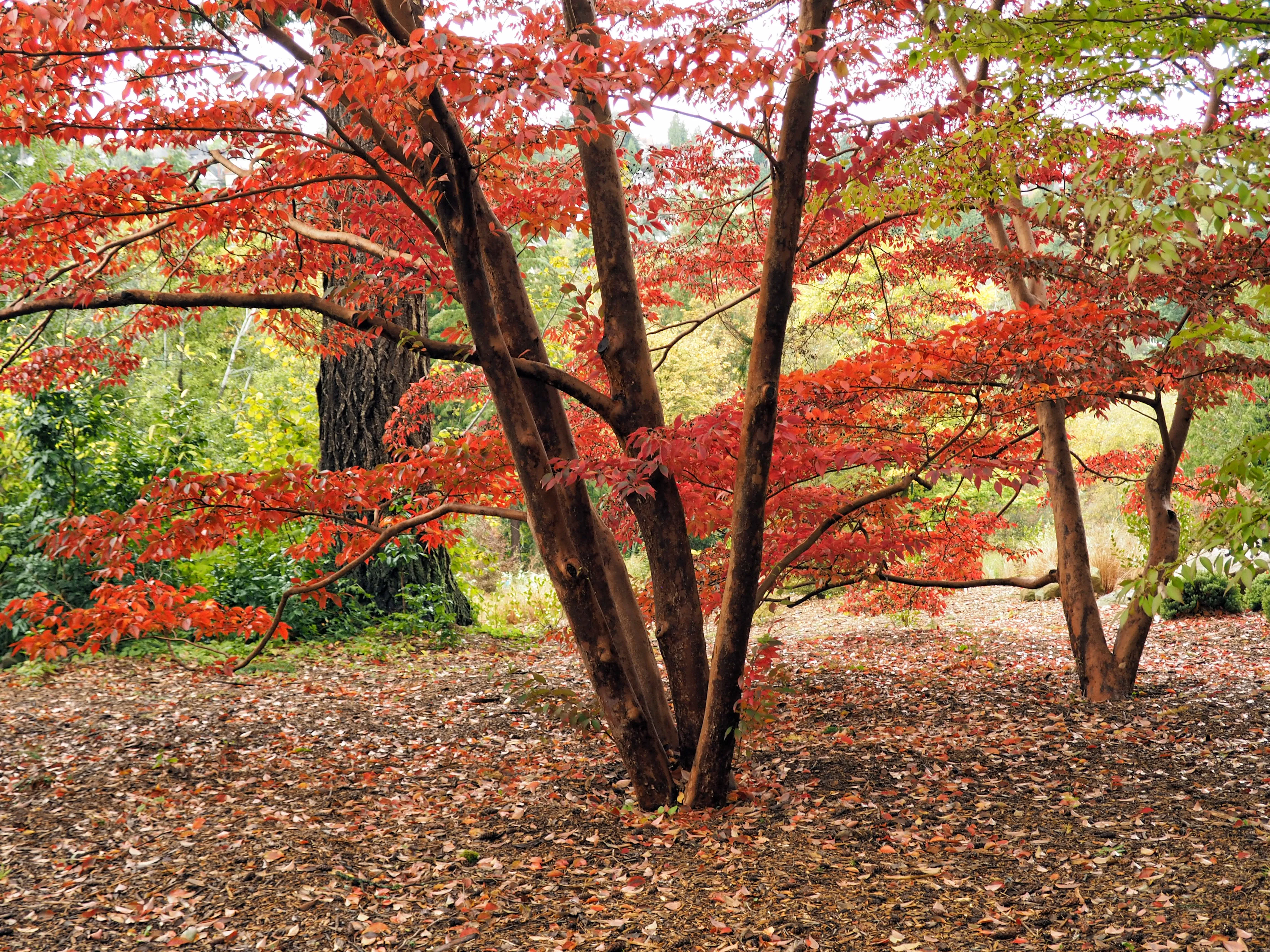 Tall Stewartia Stewartia monadelpha 20 Seeds  USA Company