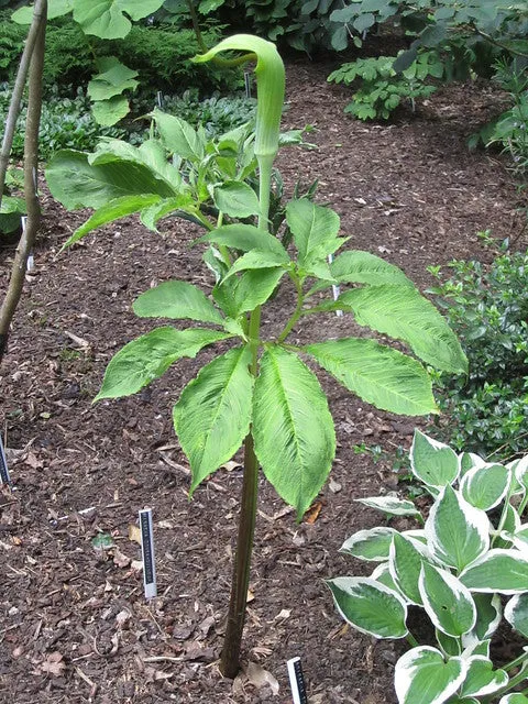 Whipcord Cobra Lily Arisaema tortuosum 5 Seeds  USA Company