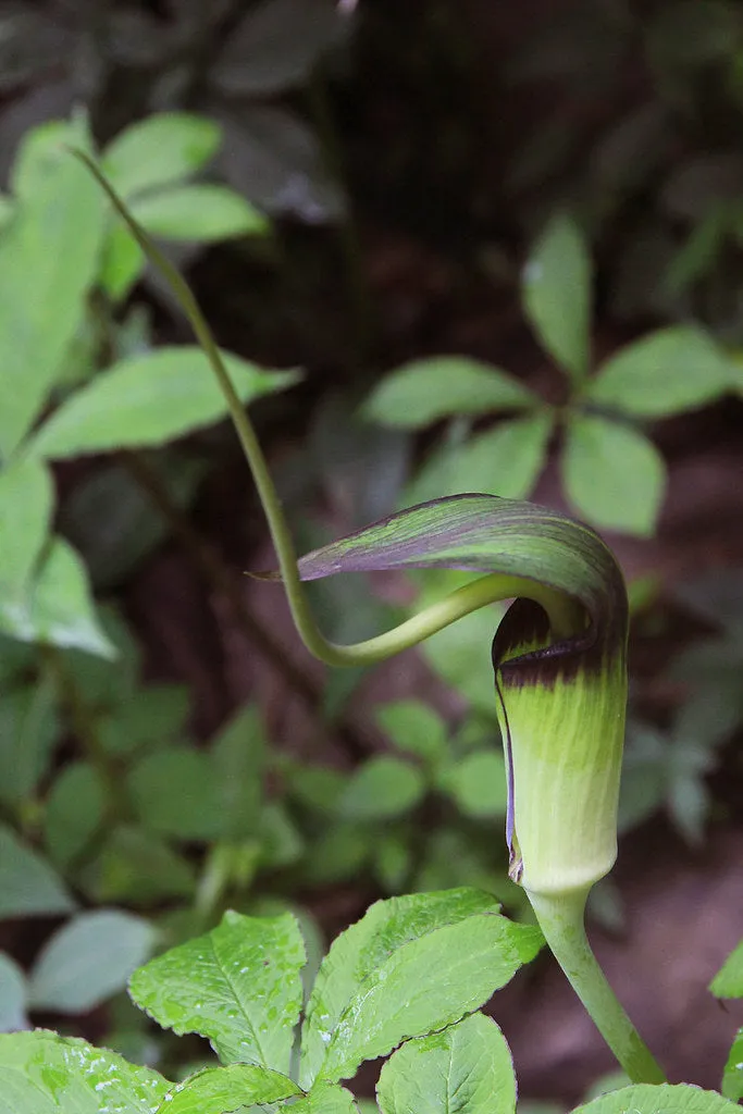 Whipcord Cobra Lily Arisaema tortuosum 5 Seeds  USA Company