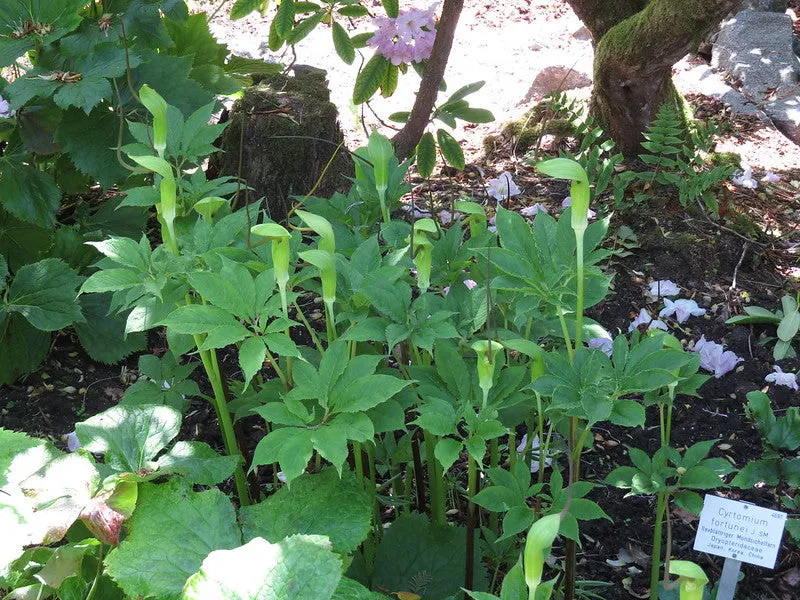 Whipcord Cobra Lily Arisaema tortuosum 5 Seeds  USA Company